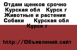 Отдам щенков срочно - Курская обл., Курск г. Животные и растения » Собаки   . Курская обл.,Курск г.